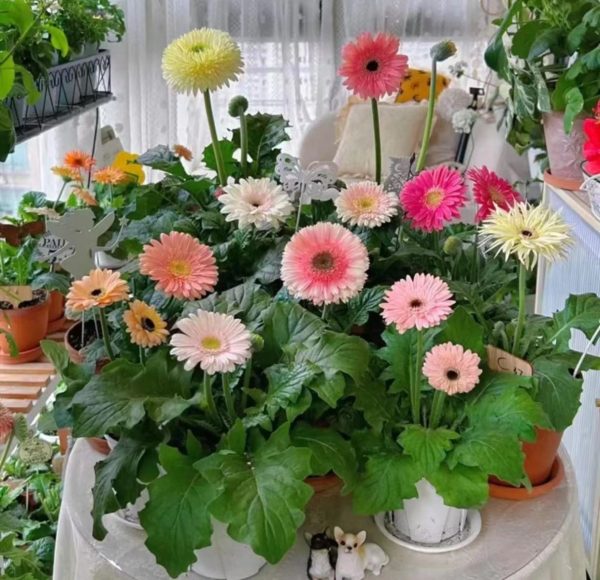 非洲菊（太陽紅、 Gerbera jamesonii）：圖片 4