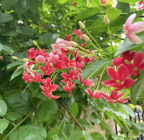使君子（Quisqualis indica）：圖片 2