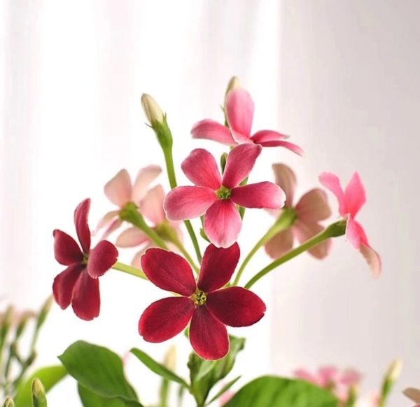 使君子（Quisqualis indica）