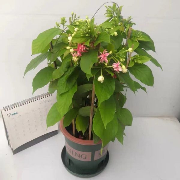 使君子（Quisqualis indica）：圖片 3