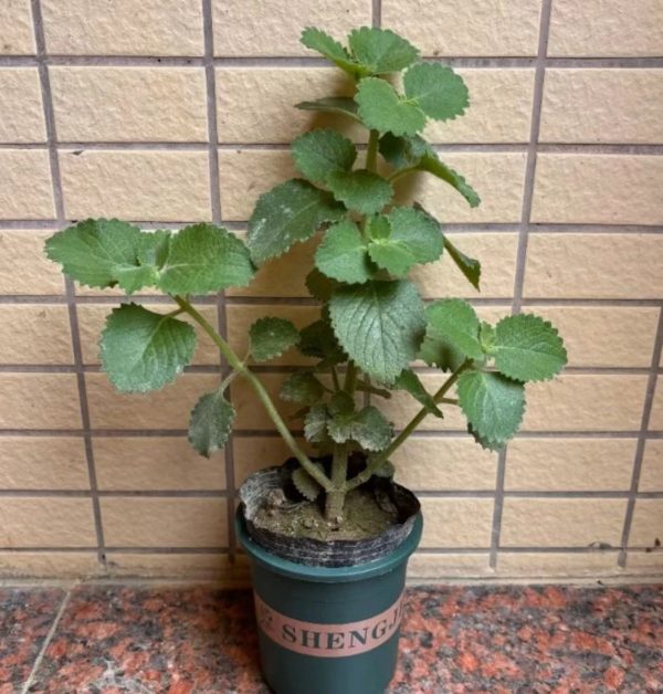 到手香（Plectranthus amboinicus）：圖片 3