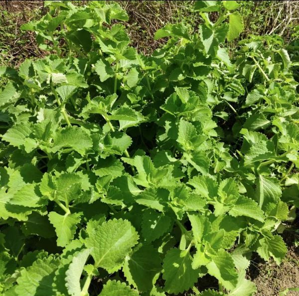 到手香（Plectranthus amboinicus）：圖片 4