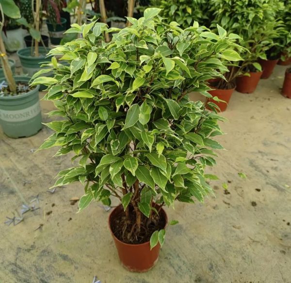 垂葉榕（Ficus benjamina）：圖片 3