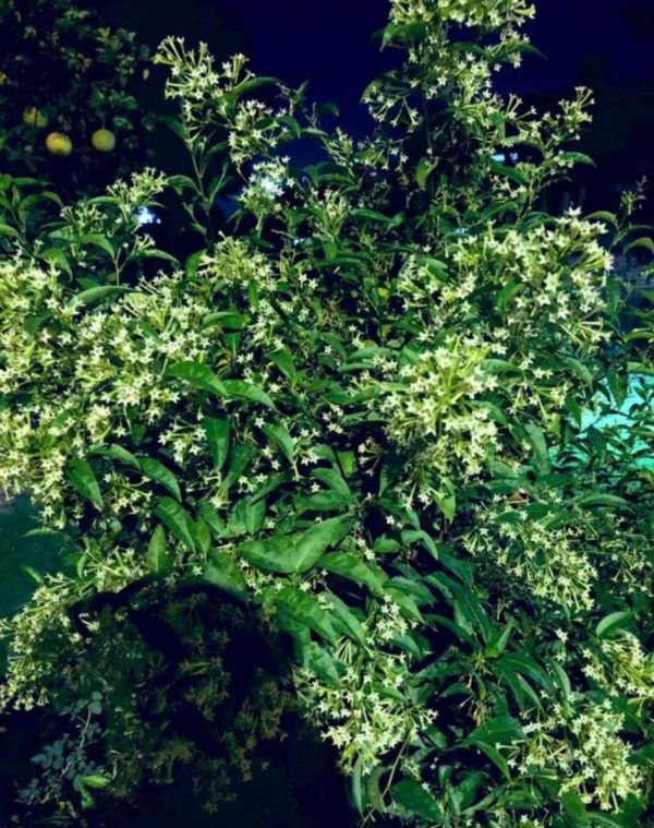 夜來香（Cestrum nocturnum）：圖片 4