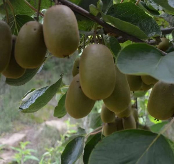 奇異果（Actinidia deliciosa）：圖片 2