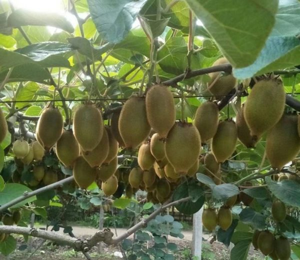 奇異果（Actinidia deliciosa）：圖片 3