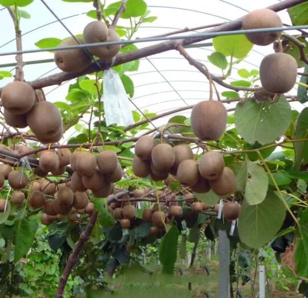 奇異果（Actinidia deliciosa）：圖片 4