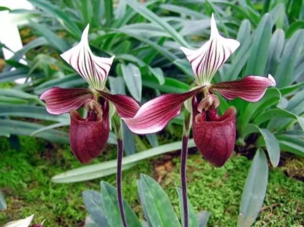 拖鞋蘭（仙履蘭、Lady's Slipper Orchid）：圖片 2