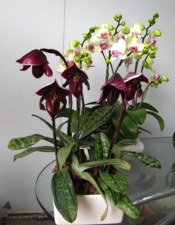 拖鞋蘭（仙履蘭、Lady's Slipper Orchid）：圖片 3