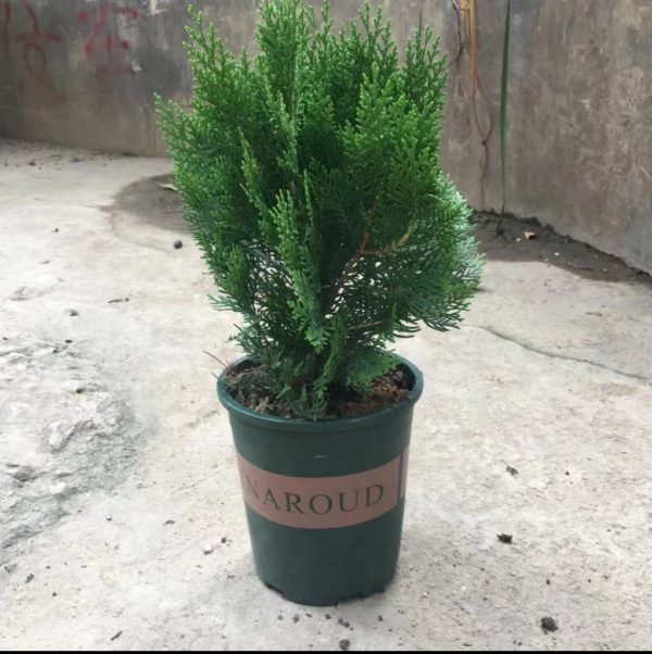 柏樹（Cupressus spp.）：圖片 3