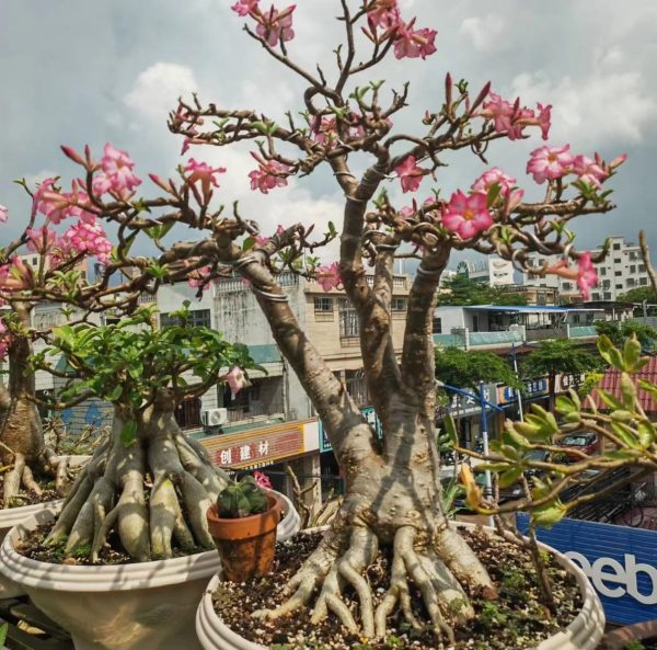 沙漠玫瑰（Adenium obesum）：圖片 3