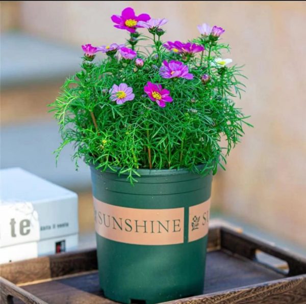 波斯菊（大波斯菊、Cosmos）：圖片 3