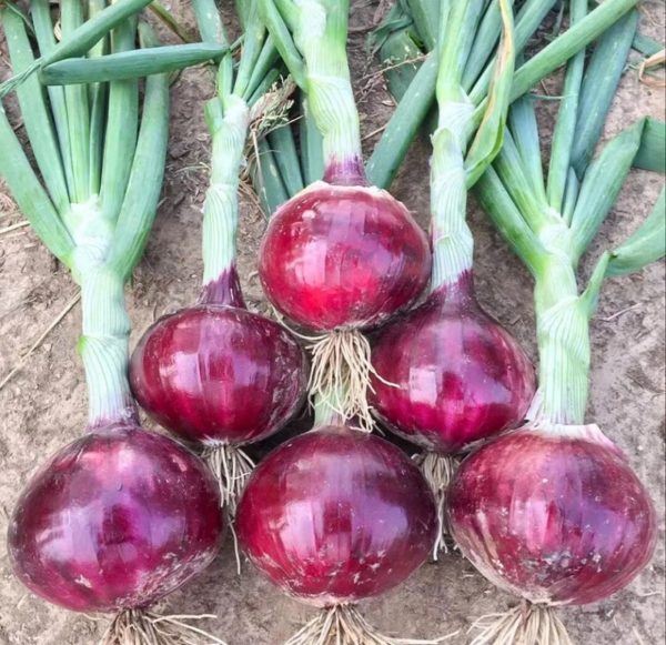 洋蔥 （Allium cepa）：圖片 2