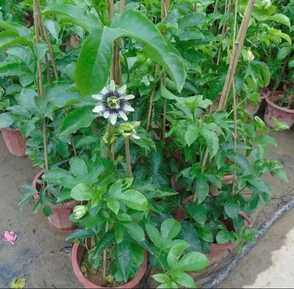 百香果（Passiflora edulis）：圖片 3