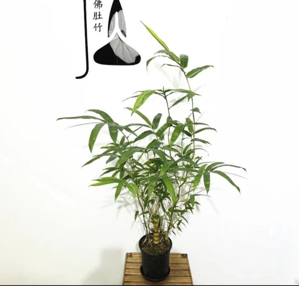 竹子（bamboo）：圖片 3