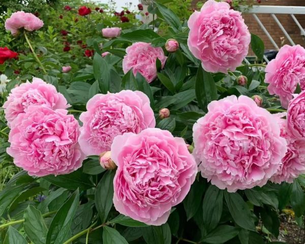芍藥（Paeonia lactiflora）：圖片 4