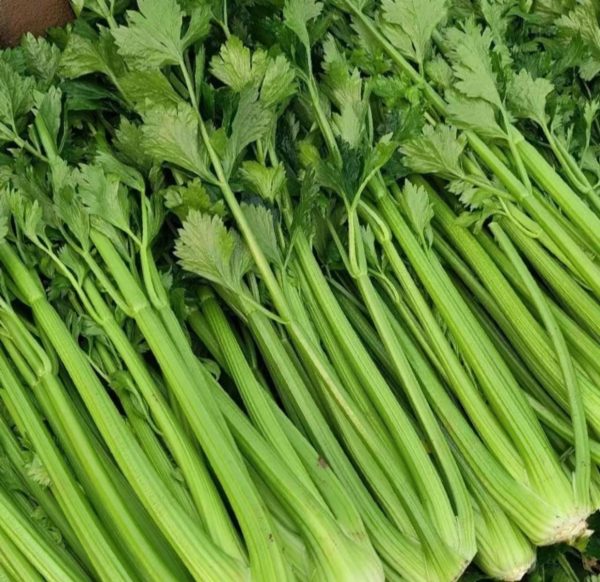 芹菜 （Celery）：圖片 3