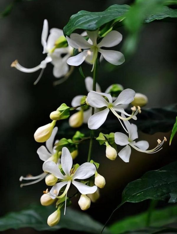 垂枝茉莉（垂茉莉、Clerodendrum laevifolium）