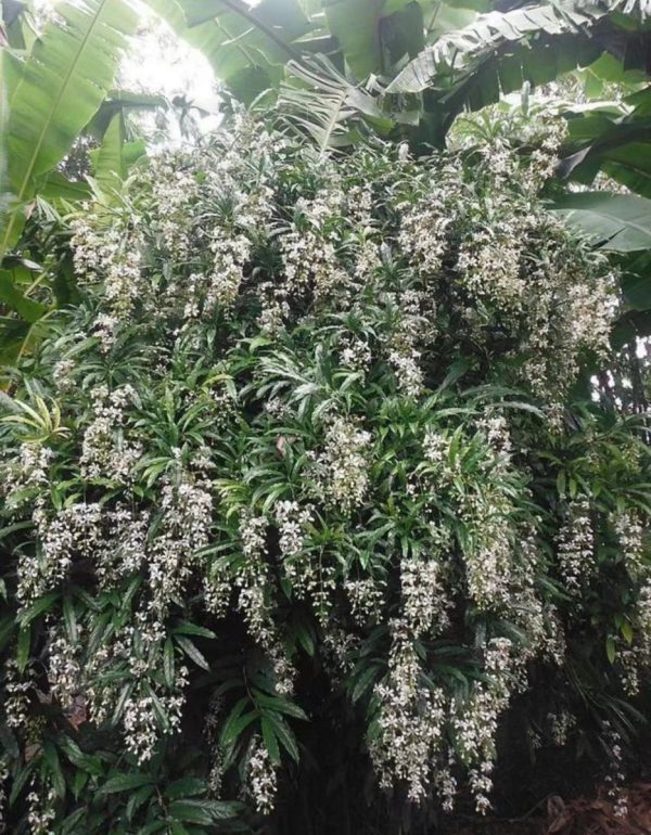 垂枝茉莉（垂茉莉、Clerodendrum laevifolium）：圖片 4