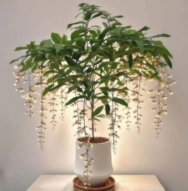 垂枝茉莉（垂茉莉、Clerodendrum laevifolium）：圖片 3