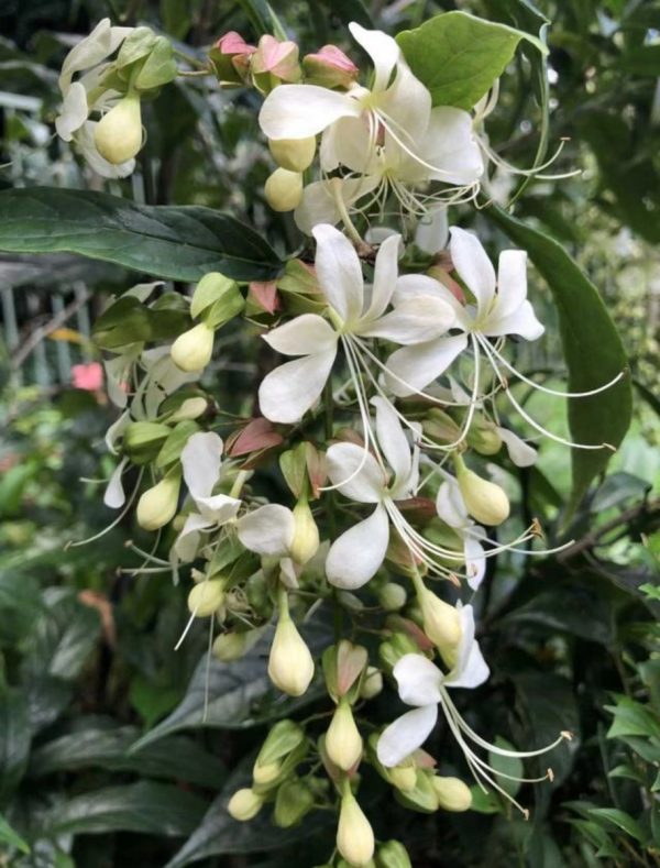 垂枝茉莉（垂茉莉、Clerodendrum laevifolium）：圖片 2