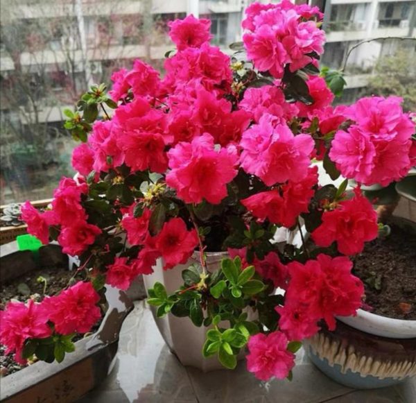 西洋杜鵑（Rhododendron Bergian）：圖片 3