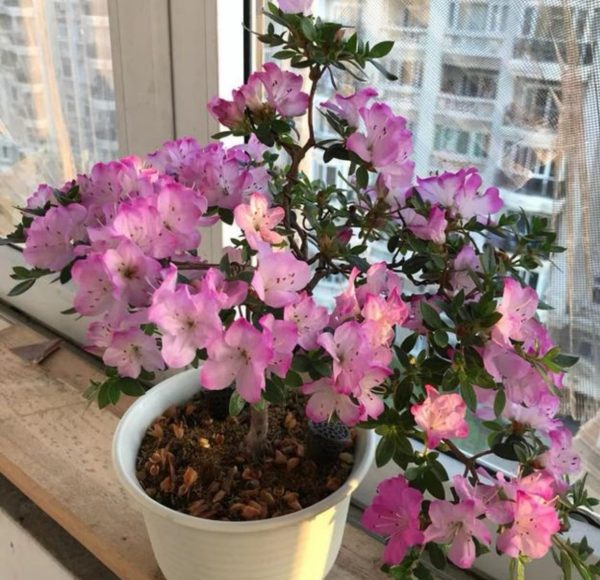 西洋杜鵑（Rhododendron Bergian）：圖片 4