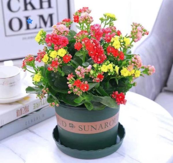 長壽花（Kalanchoe blossfeldiana）：圖片 3