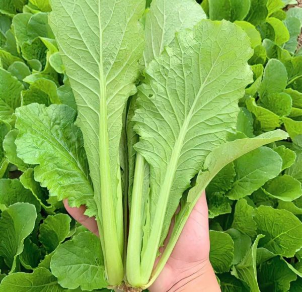 青梗白菜（Brassica rapa subsp. chinensis）