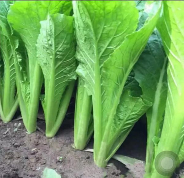 青梗白菜（Brassica rapa subsp. chinensis）：圖片 2