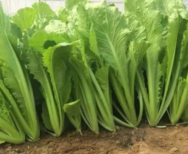 青梗白菜（Brassica rapa subsp. chinensis）：圖片 4