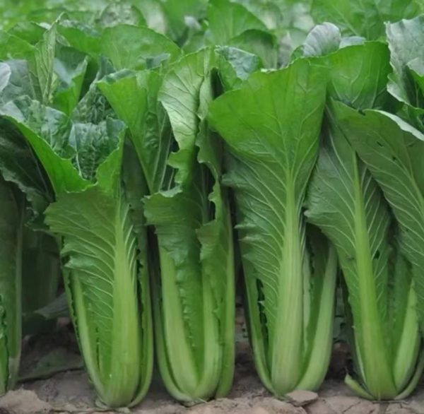 青梗白菜（Brassica rapa subsp. chinensis）：圖片 3