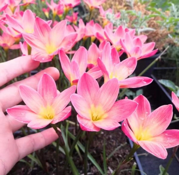 風雨蘭（Zephyranthes spp.）：圖片 3
