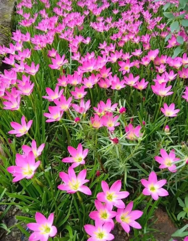 風雨蘭（Zephyranthes spp.）：圖片 4