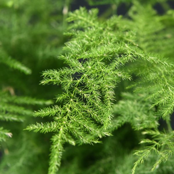 文竹（Asparagus setaceus）：圖片 4