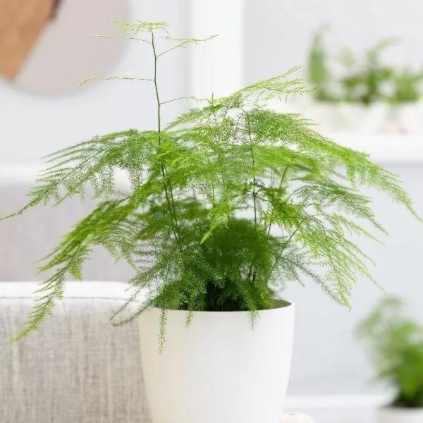 文竹（Asparagus setaceus）：圖片 3