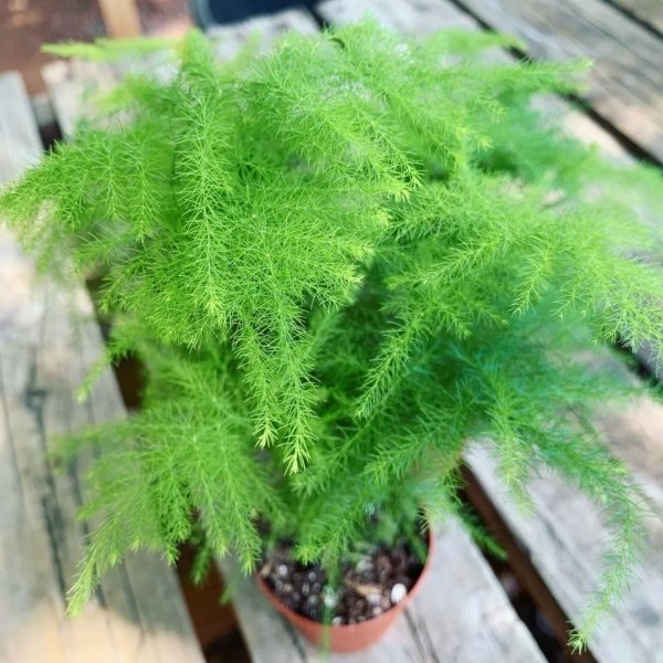 文竹（Asparagus setaceus）：圖片 2