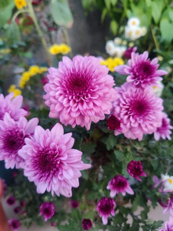 杭菊（Chrysanthemum morifolium）：圖片 2