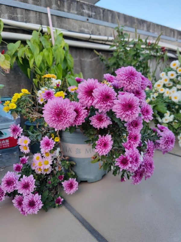 杭菊（Chrysanthemum morifolium）：圖片 3
