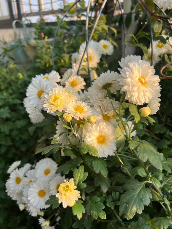 杭菊（Chrysanthemum morifolium）
