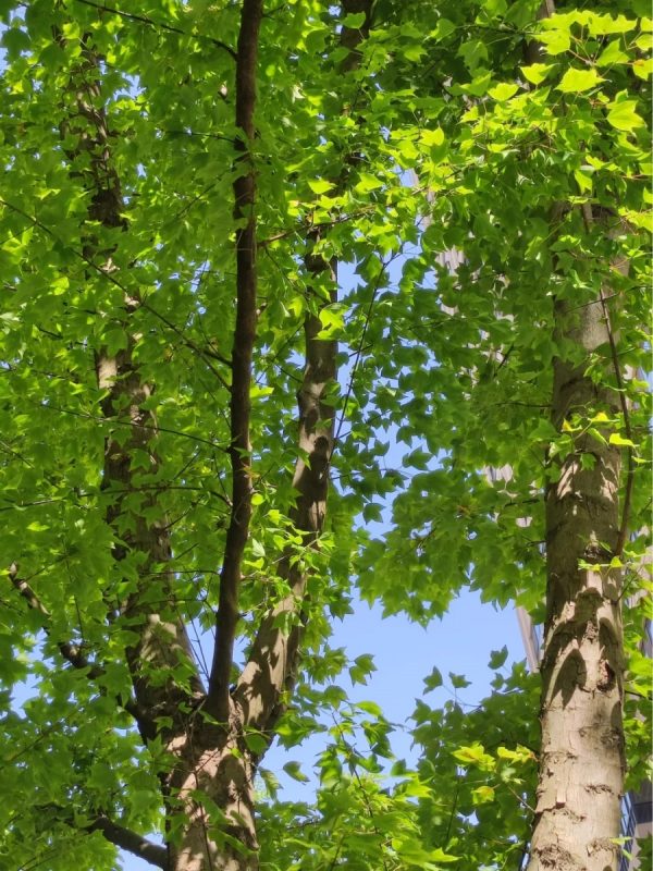楓香（Liquidambar formosana）：圖片 3