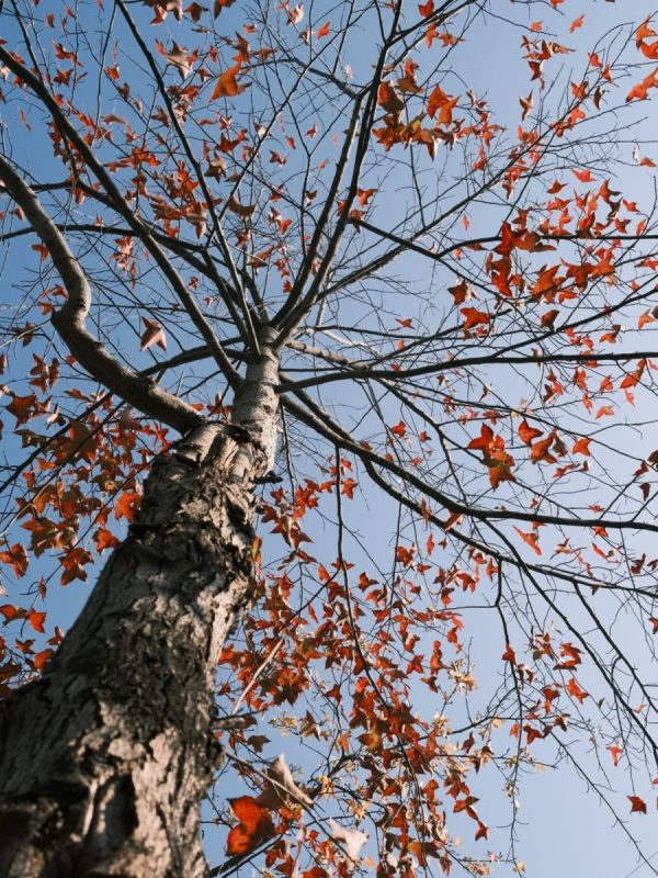 楓香（Liquidambar formosana）：圖片 4