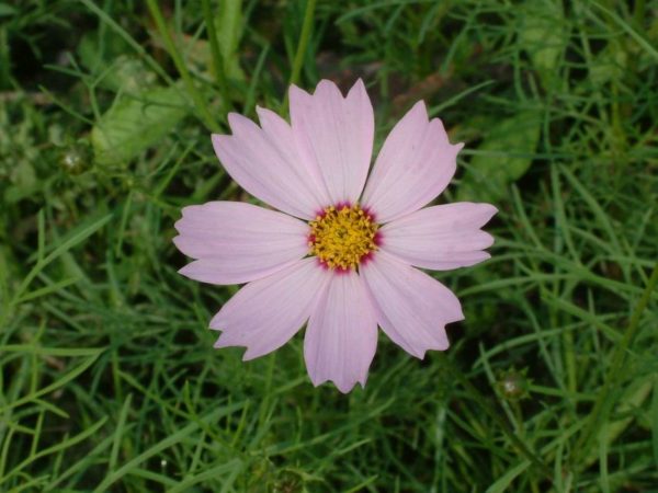 波斯菊（大波斯菊、Cosmos）