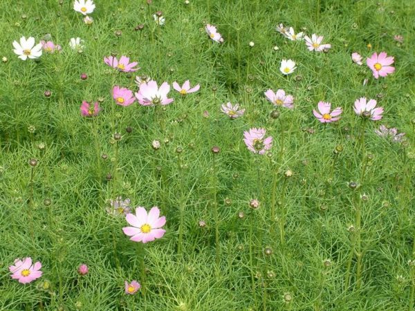 波斯菊（大波斯菊、Cosmos）：圖片 4