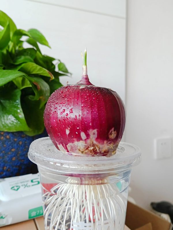 洋蔥 （Allium cepa）