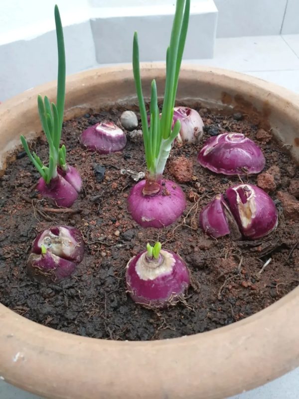 洋蔥 （Allium cepa）：圖片 3