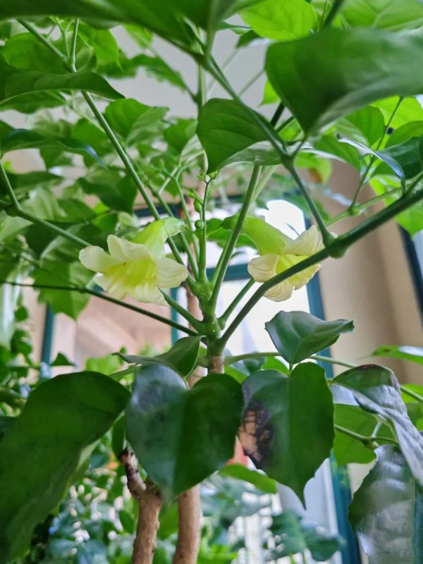 海南菜豆樹（Radermachera hainanensis）