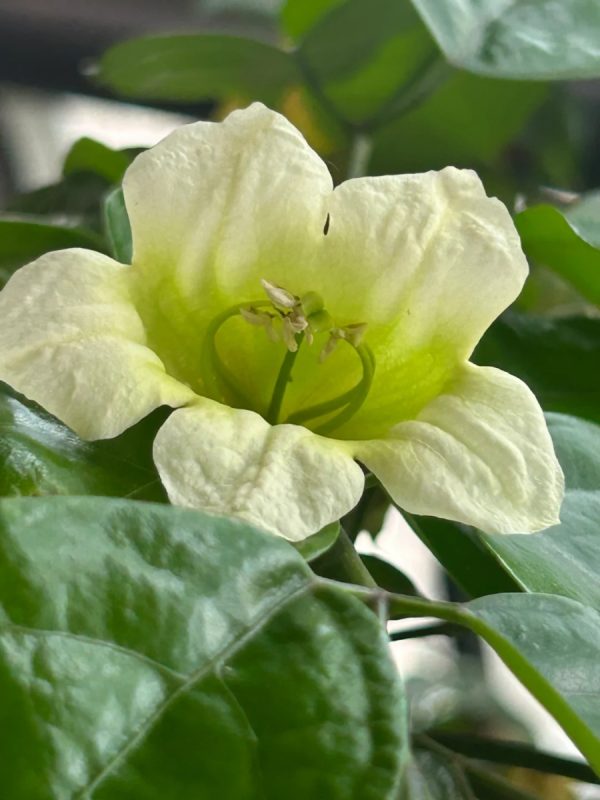 海南菜豆樹（Radermachera hainanensis）：圖片 2