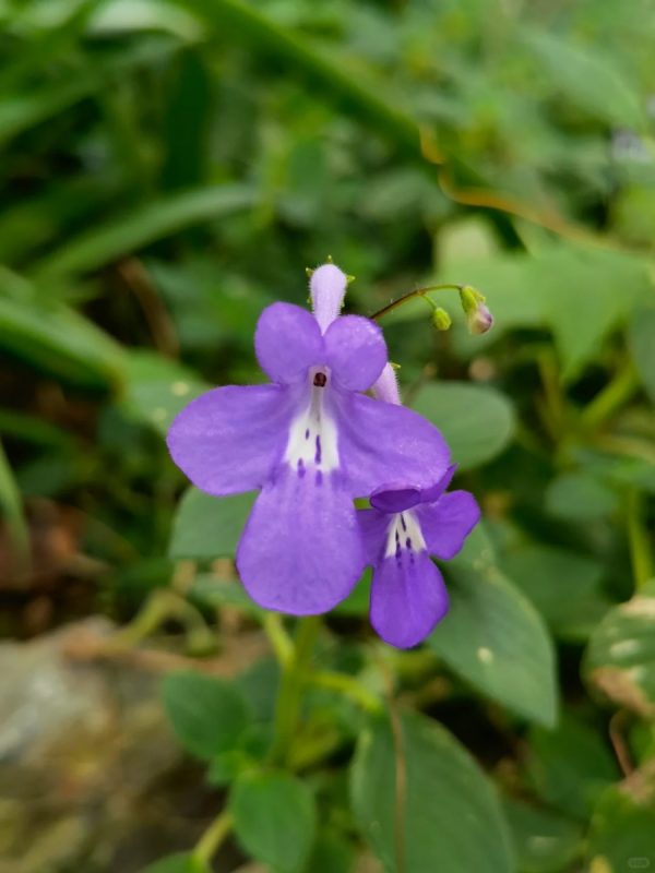 海豚花（Streptocarpu）