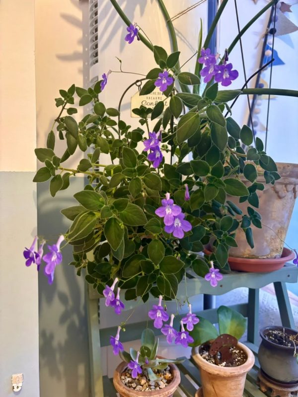 海豚花（Streptocarpu）：圖片 3